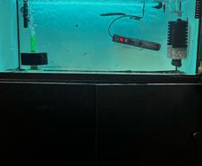 fish tank