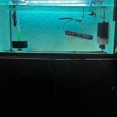 fish tank