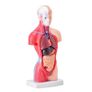 Human Body Model15 Parts 11 inch, Human Torso Anatomy Model Anatomical Skeleton Model with Removable Organs, Educational Teaching Tool for Students Science Learning School Education Display Image 4