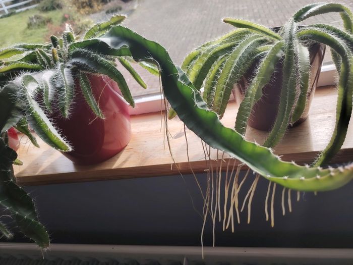 Cutting of Tropical Climbing Cactus