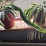 Cutting of Tropical Climbing Cactus Image 3
