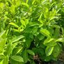 Instant Laurel Hedge Image 4