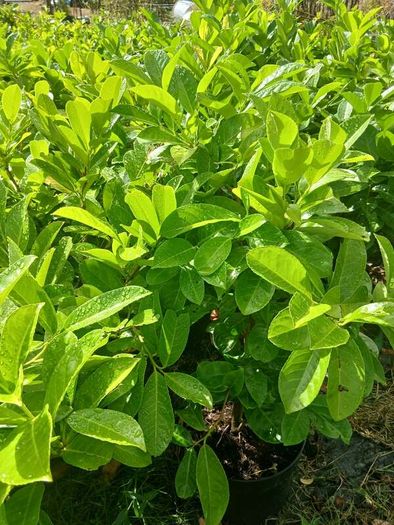 Instant Laurel Hedge