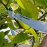 citrus  lemon tree Image 8