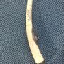 Carved walrus tusk Image 3