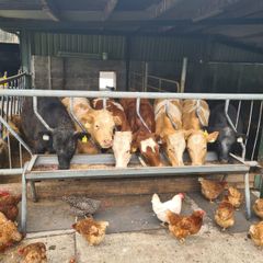 chickens
