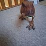 Tyrannosaurs Rex (T-Rex) Image 3