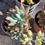 Echeveria Image 2