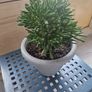 Large Crassula ovata succulent Image 2