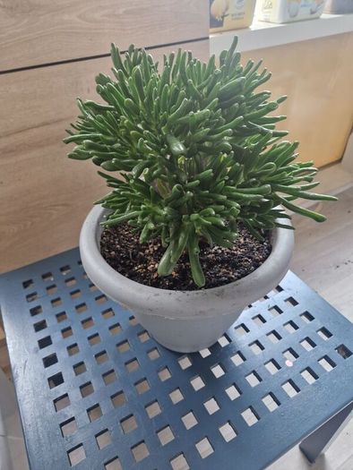 Large Crassula ovata succulent