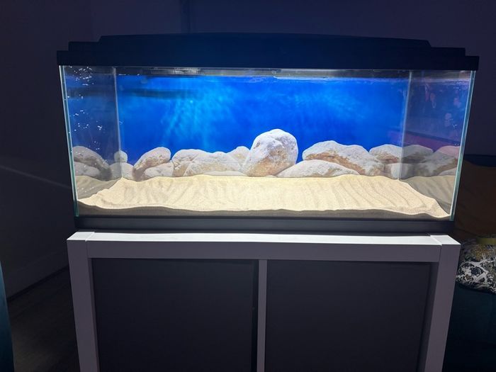 fish t