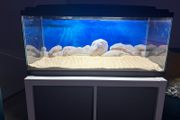 fish t