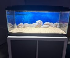 fish t