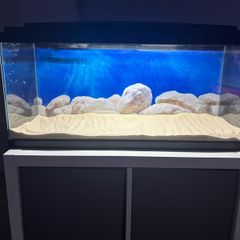 fish t