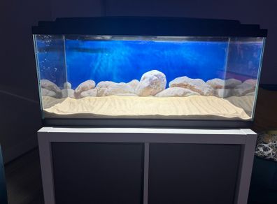 fish t