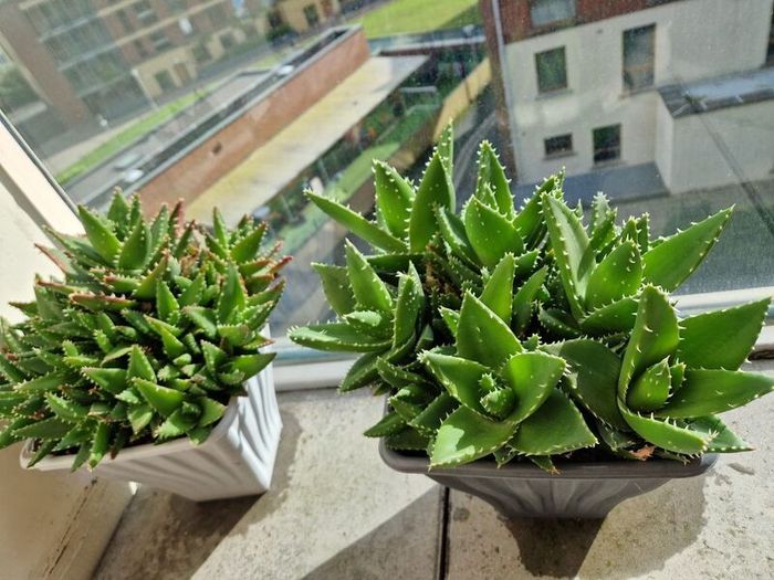 Aloe succulent