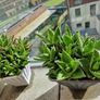 Aloe succulent Image 3