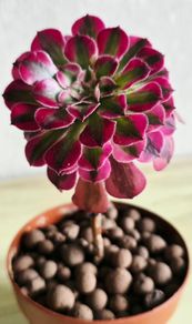 Aeonium chanel