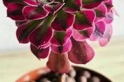 Aeonium chanel