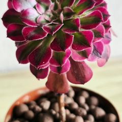 Aeonium chanel