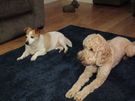 Dog minder Image 9