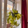 Indoor plants in pots Image 4