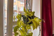 Neon Pothos hanging plant