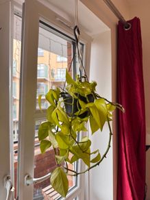 Neon Pothos hanging plant