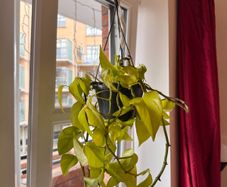 Neon Pothos hanging plant
