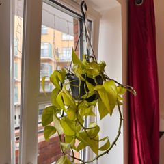 Neon Pothos hanging plant