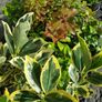 Shrubs and Plants Image 5