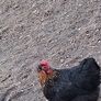hatching eggs Image 4