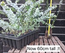 Eucalyptus Gunnii