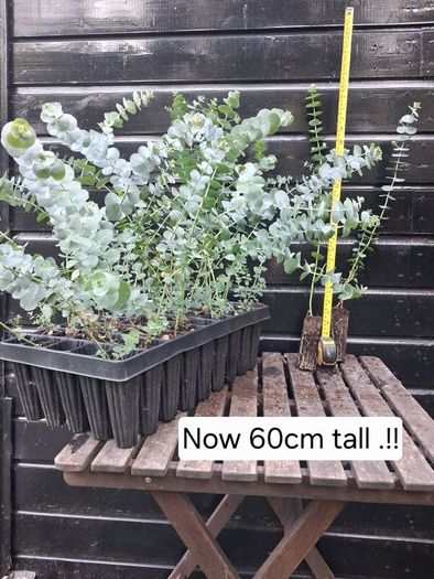 Eucalyptus Gunnii