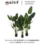 Sterlitzia Synthetic Green Plant - Large Image 2