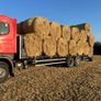 Scania beavertail Image 5