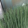 Artificial grass with pot-NEW! Image 3