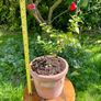 Potted Salvia Hot Lips Image 2