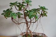 Aeonium haworthii Kiwi'  bonsai succulent tree in the vintage  ceramic bowl