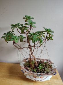 Aeonium haworthii Kiwi'  bonsai succulent tree in the vintage  ceramic bowl