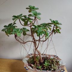 Aeonium haworthii Kiwi'  bonsai succulent tree in the vintage  ceramic bowl