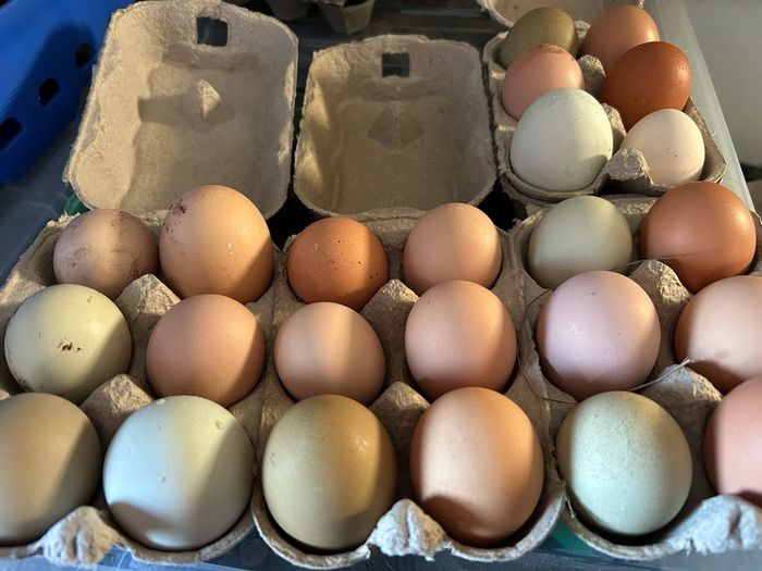 Hen Eggs