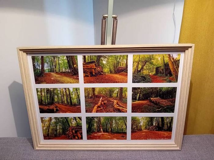 Rostellan Woods