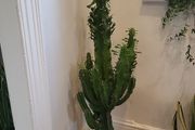 Euphorbia Trigona