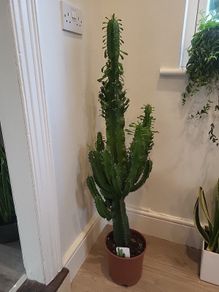 Euphorbia Trigona