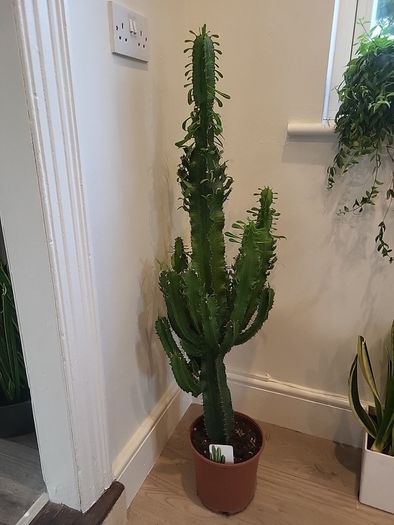 Euphorbia Trigona