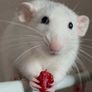 pet rats Image 2