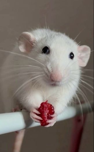 pet rats