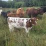 5 star PBR Shorthorn bulls Image 4