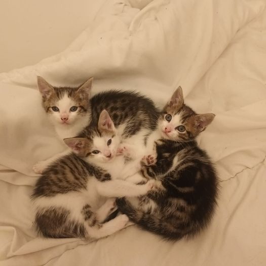 Kittens